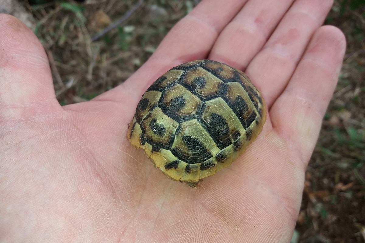 Mala kornjača u polju