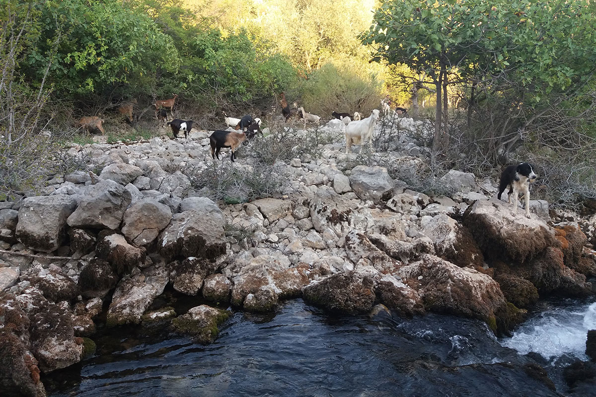 Koze i pas na izvoru Krupe